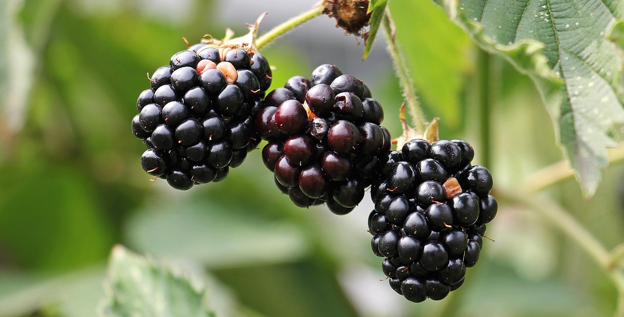 Blackberries hanging on the bramble behind the chambers fence